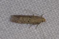Bryotropha desertella/politella/terrella