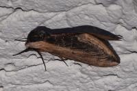 Sphinx ligustri