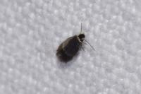 Stigmella hybnerella