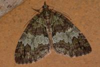 Hydriomena impluviata