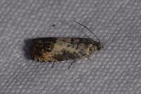 Pammene fasciana
