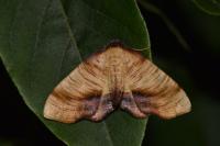 Plagodis dolabraria