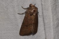 Hoplodrina octogenaria