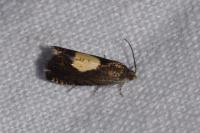 Pammene regiana