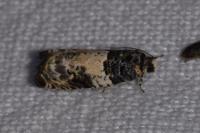 Gypsonoma sociana