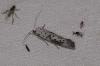 Yponomeuta irrorella