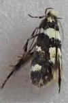 Denisia luctuosella