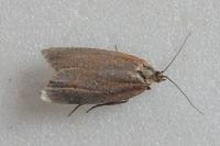 Clepsis unicolorana