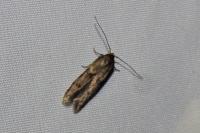 Blastobasis phycidella