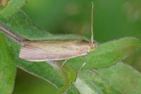 Oncocera semirubella