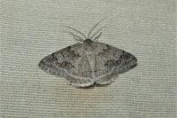Pseudoterpna coronillaria
