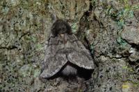 Thaumetopoea processionea