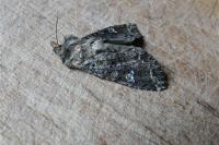 Mamestra brassicae