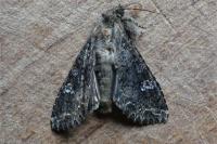 Mamestra brassicae