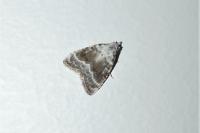 Meganola albula