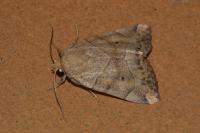 Cosmia trapezina