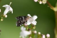 Prochoreutis myllerana