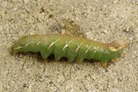 Peridea anceps
