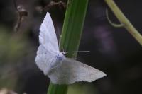 Scopula immutata