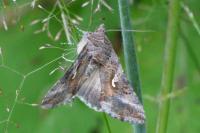 Autographa gamma