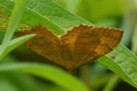Camptogramma bilineata