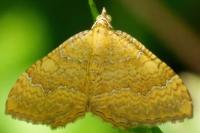 Camptogramma bilineata