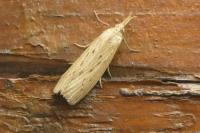 Ematheudes punctella