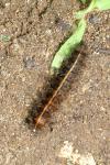 Spilosoma lubricipeda