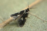 Ectoedemia heringi/subbimaculella