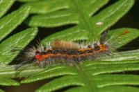 Orgyia recens