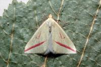 Rhodometra sacraria
