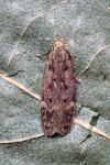 Bryotropha