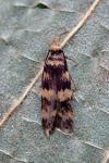 Oegoconia
