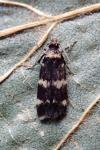 Oegoconia