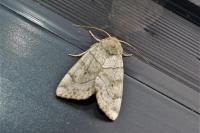 Cosmia trapezina