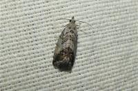 Cydia splendana