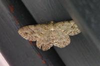 Ectropis crepuscularia