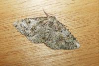 Cleorodes lichenaria