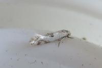 Elachista albidella