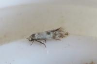Elachista albidella