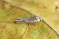 Eucosma cana