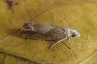 Eucosma conterminana