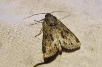 Apamea oblonga