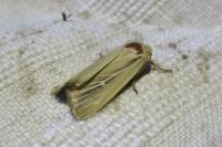 Mythimna sicula