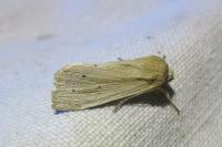 Mythimna impura