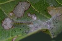 Choreutis nemorana