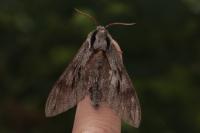 Hyloicus maurorum/pinastri