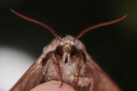 Hyloicus maurorum/pinastri