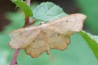Idaea emarginata