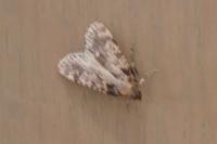 Aglossa caprealis